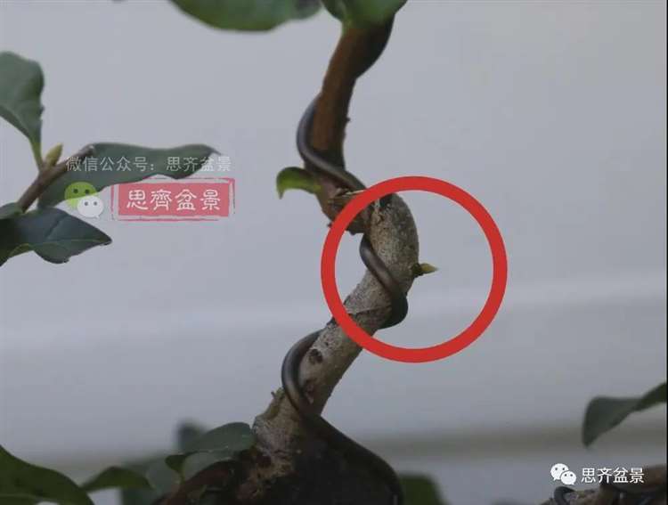 图解 老鸦柿下山桩5年制作成盆景的过程