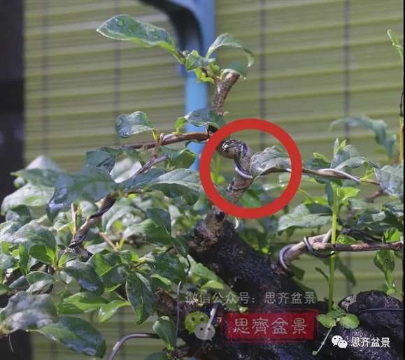 图解 老鸦柿下山桩5年制作成盆景的过程