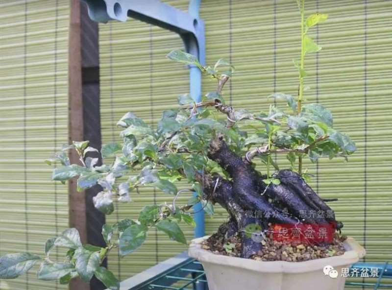 图解 老鸦柿下山桩5年制作成盆景的过程