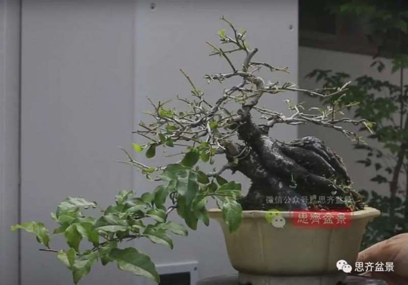 图解 老鸦柿下山桩5年制作成盆景的过程