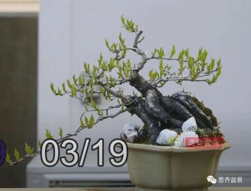 图解 老鸦柿下山桩5年制作成盆景的过程