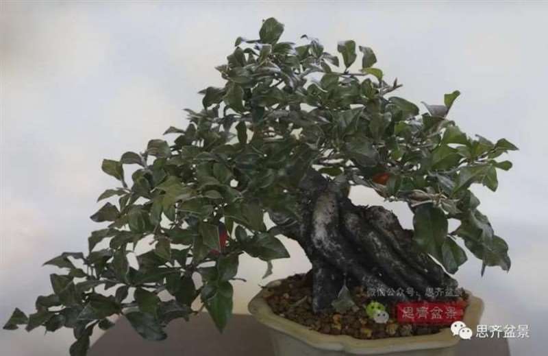 图解 老鸦柿下山桩5年制作成盆景的过程