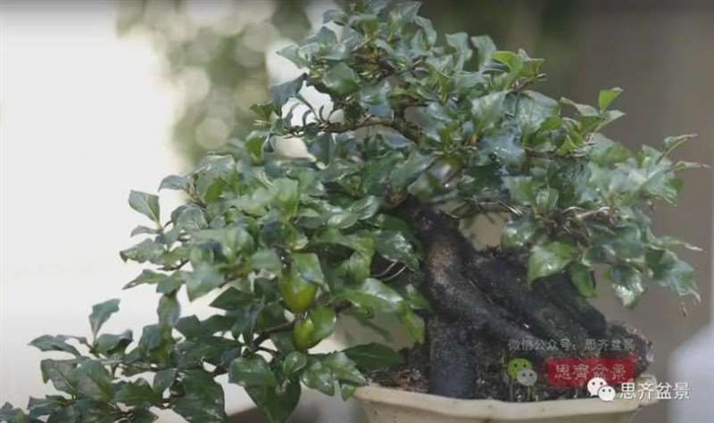 图解 老鸦柿下山桩5年制作成盆景的过程