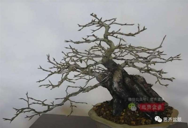 图解 老鸦柿下山桩5年制作成盆景的过程