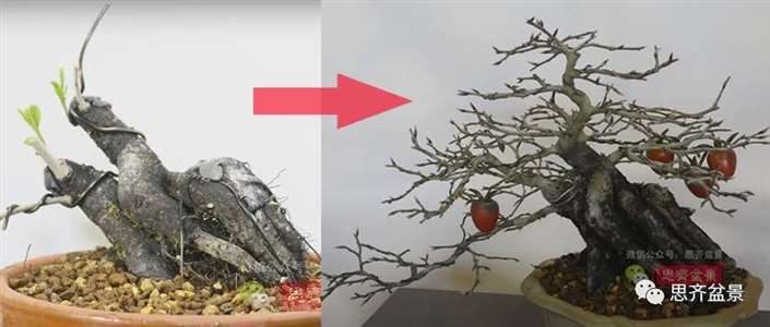 图解 老鸦柿下山桩5年制作成盆景的过程
