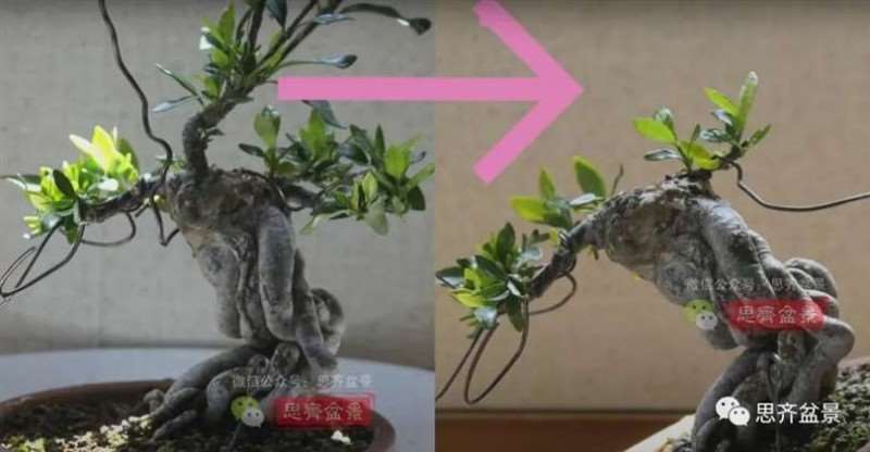 图解 提根栀子下山桩的9年制作成盆景