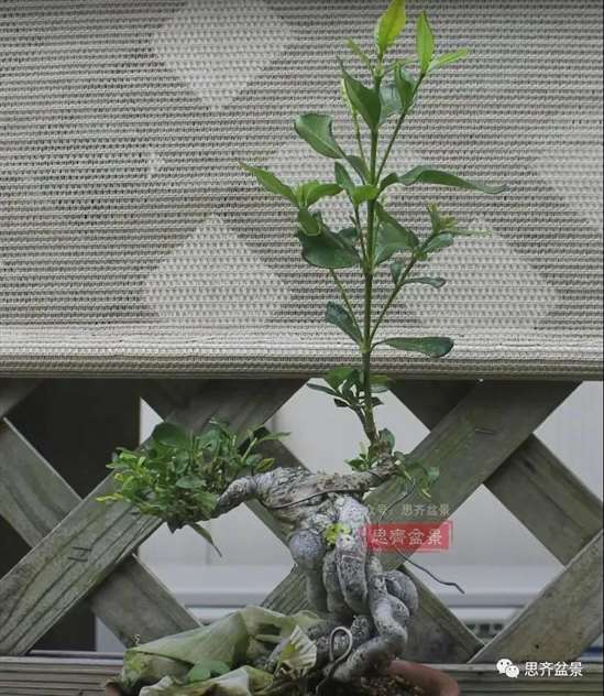 图解 提根栀子下山桩的9年制作成盆景