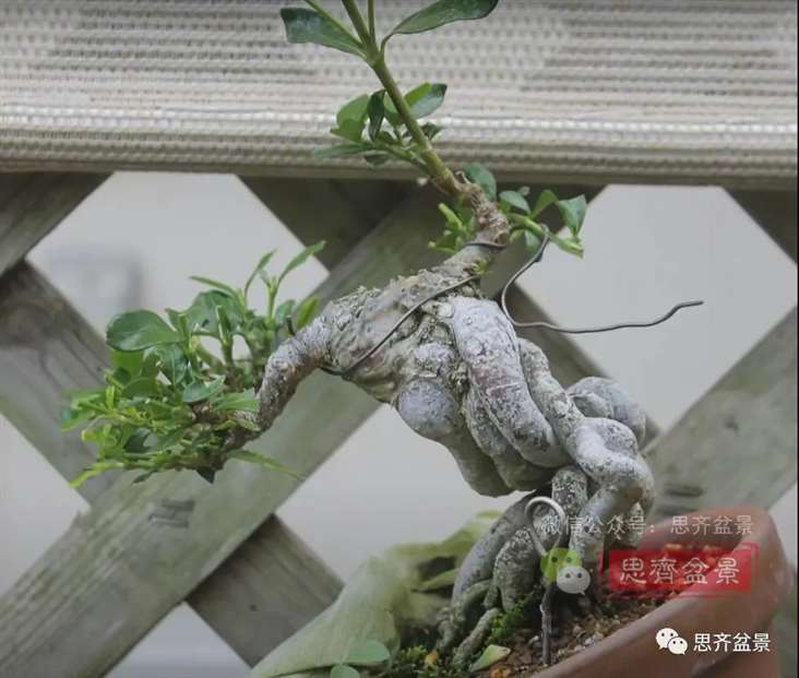 图解 提根栀子下山桩的9年制作成盆景