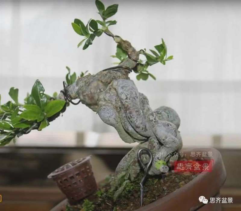 图解 提根栀子下山桩的9年制作成盆景