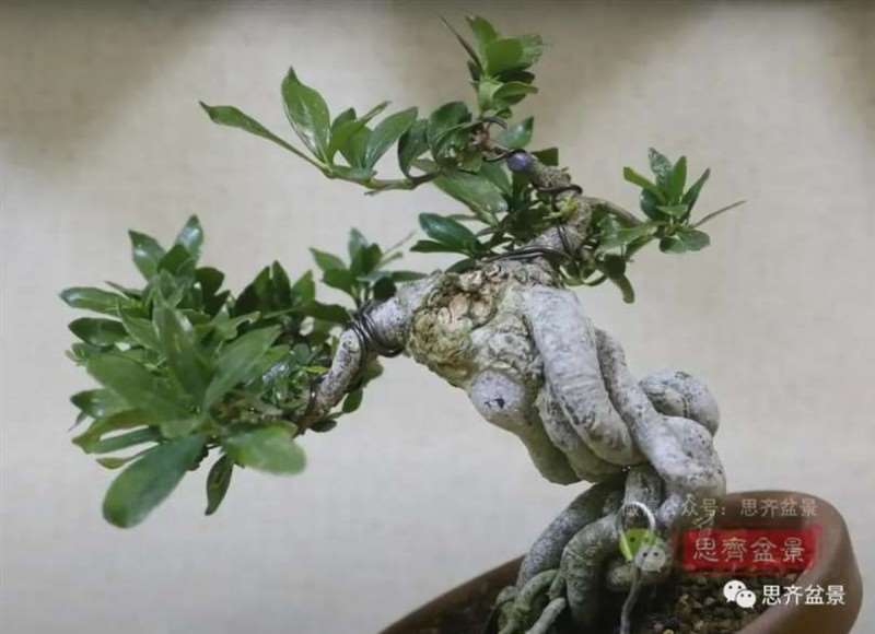 图解 提根栀子下山桩的9年制作成盆景