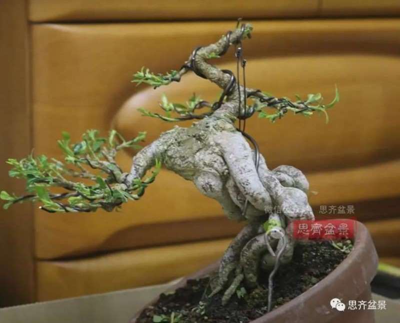 图解 提根栀子下山桩的9年制作成盆景