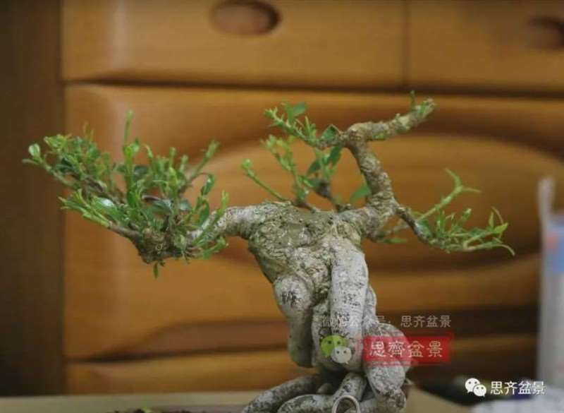 图解 提根栀子下山桩的9年制作成盆景