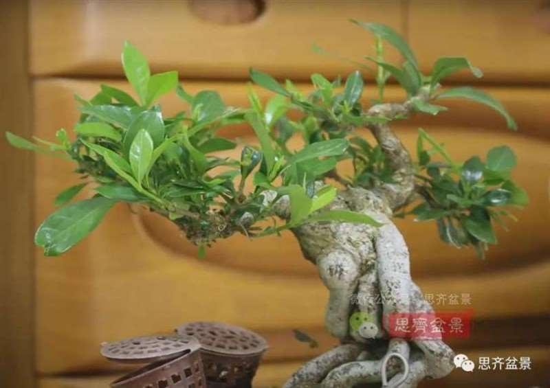 图解 提根栀子下山桩的9年制作成盆景