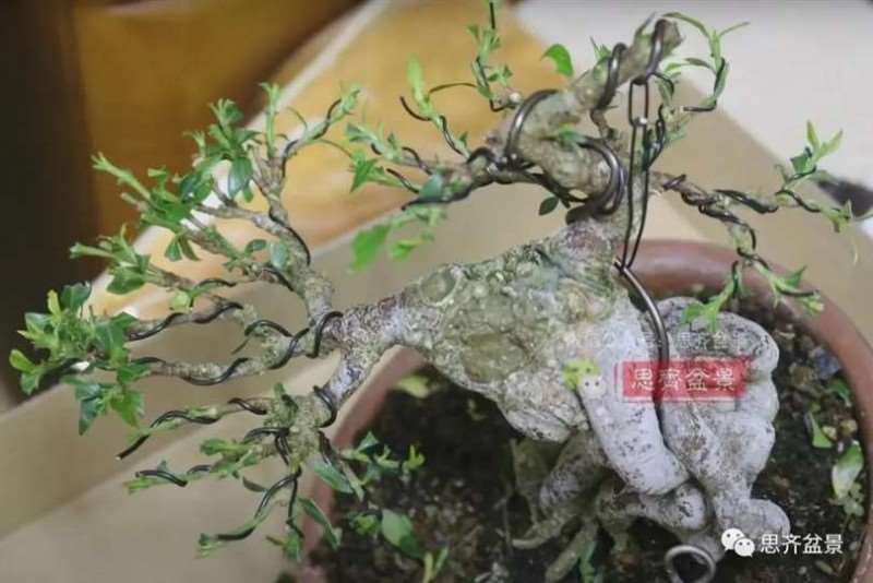 图解 提根栀子下山桩的9年制作成盆景