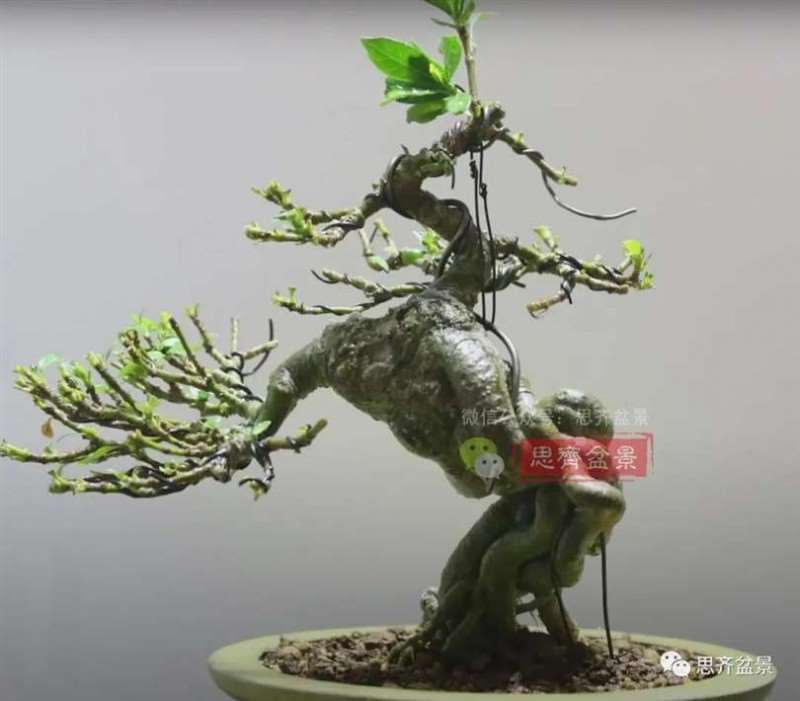 图解 提根栀子下山桩的9年制作成盆景