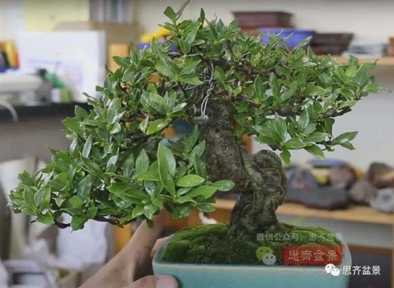 图解 提根栀子下山桩的9年制作成盆景