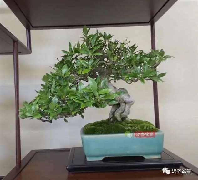 图解 提根栀子下山桩的9年制作成盆景