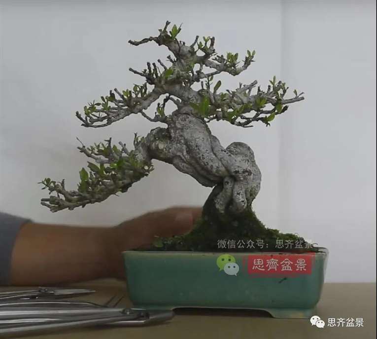 图解 提根栀子下山桩的9年制作成盆景