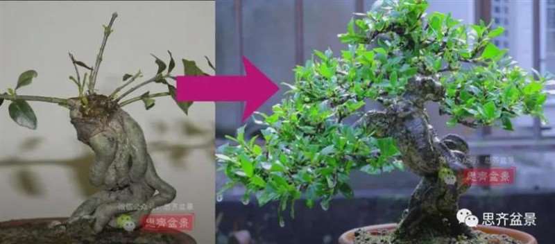 提根式盆景
