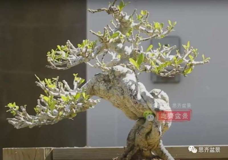 图解 提根栀子下山桩的9年制作成盆景