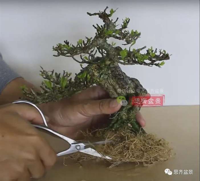 图解 提根栀子下山桩的9年制作成盆景