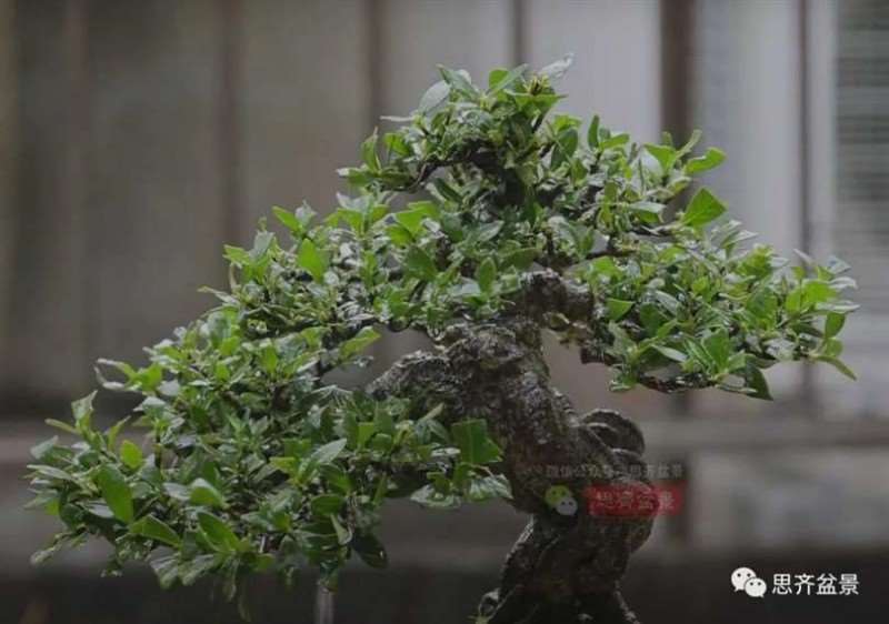 图解 提根栀子下山桩的9年制作成盆景