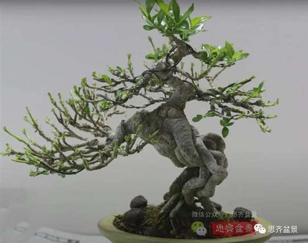栀子盆景怎么养护管理的3个方法