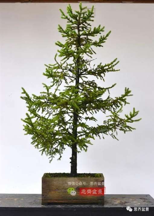 图解 直干云杉盆景怎么培养的21个过程