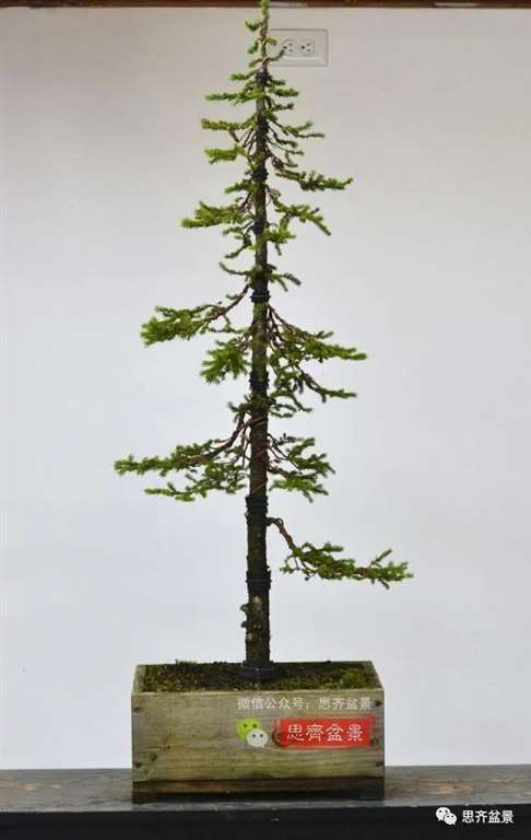 直干云杉盆景怎么培养