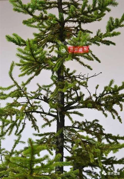 直干云杉盆景怎么培养