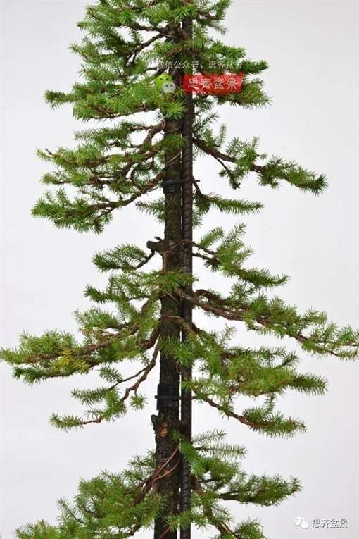 直干云杉盆景怎么培养