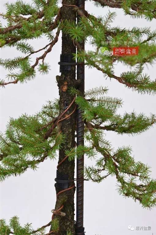 直干云杉盆景怎么培养