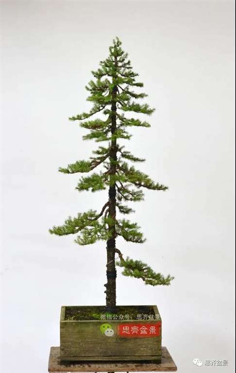 直干云杉盆景怎么培养