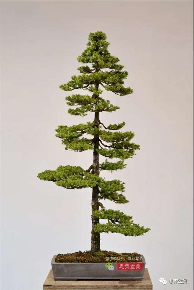 直干云杉盆景怎么培养