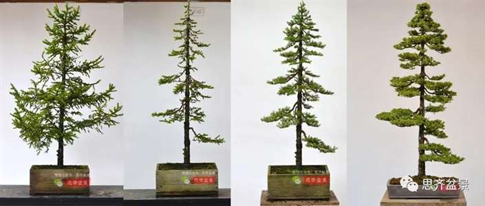 图解 直干云杉盆景怎么培养的21个过程
