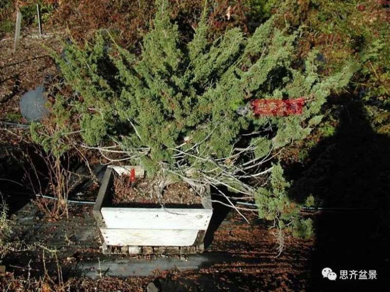 真柏下山桩10年制作成盆景的过程