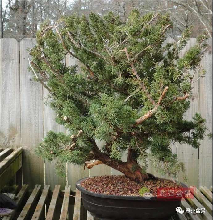 真柏下山桩10年制作成盆景的过程