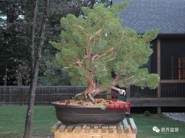 图解 真柏下山桩10年制作成盆景的过程