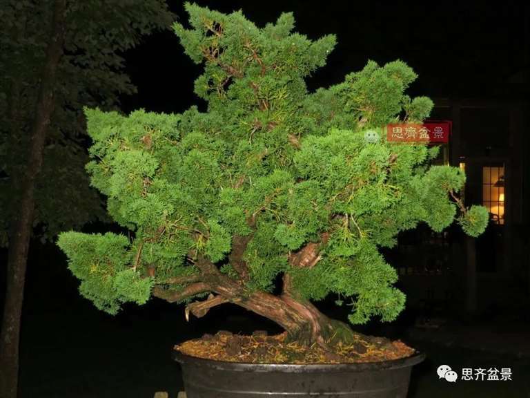 图解 真柏下山桩10年制作成盆景的过程