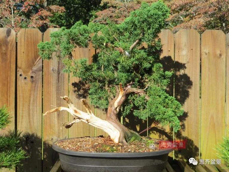 图解 真柏下山桩10年制作成盆景的过程