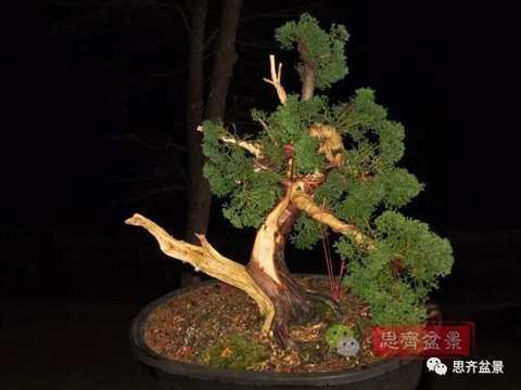 图解 真柏下山桩10年制作成盆景的过程