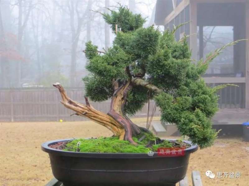 图解 真柏下山桩10年制作成盆景的过程