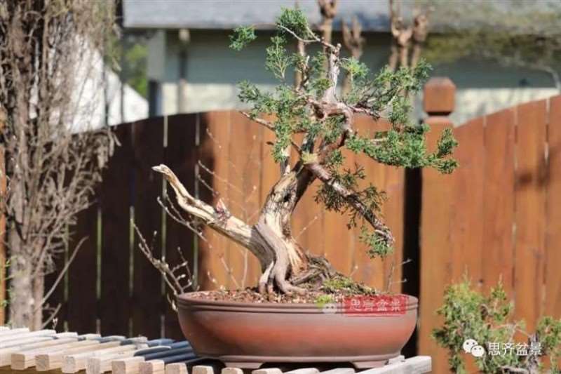 图解 真柏下山桩10年制作成盆景的过程