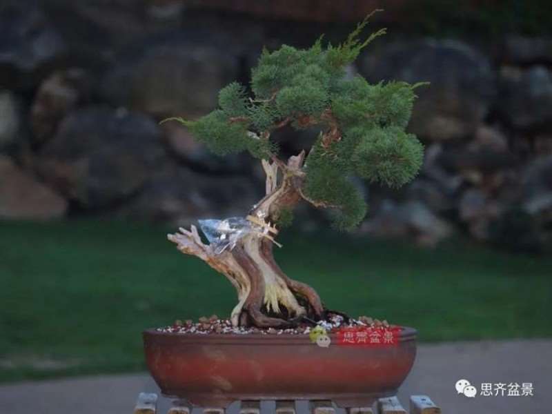 图解 真柏下山桩10年制作成盆景的过程