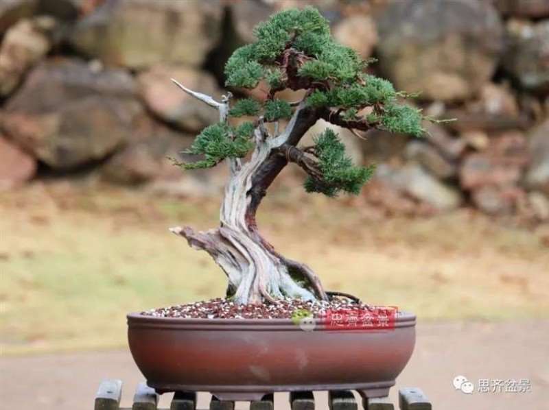 图解 真柏下山桩10年制作成盆景的过程