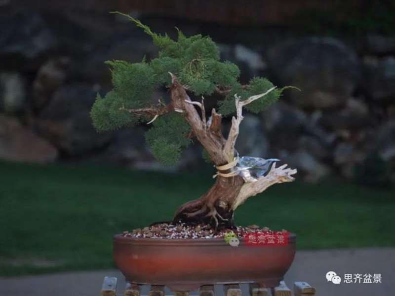 图解 真柏下山桩10年制作成盆景的过程