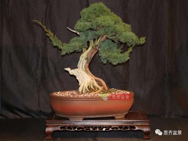 图解 真柏下山桩10年制作成盆景的过程