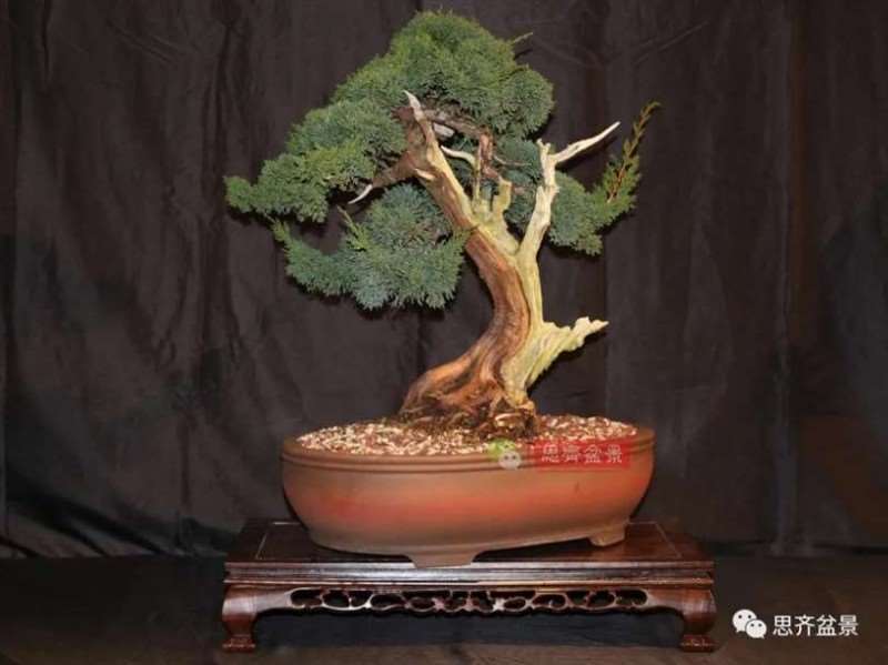 图解 真柏下山桩10年制作成盆景的过程