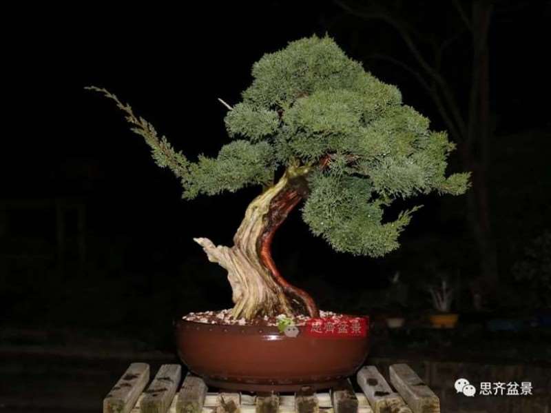 图解 真柏下山桩10年制作成盆景的过程