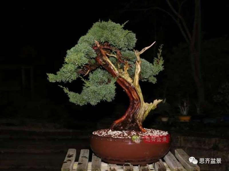 图解 真柏下山桩10年制作成盆景的过程